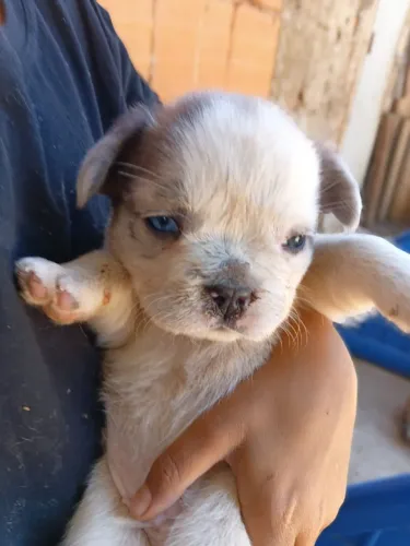 Bulldog francês macho exótico 