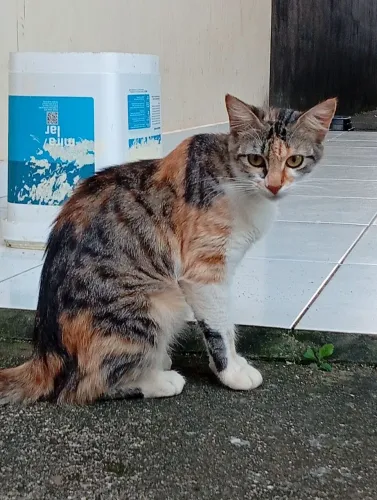 Doação de Gata