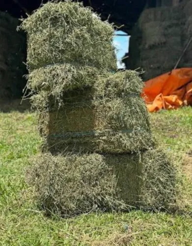 Alfafa