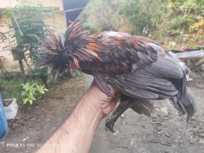 Galo polonês jovem