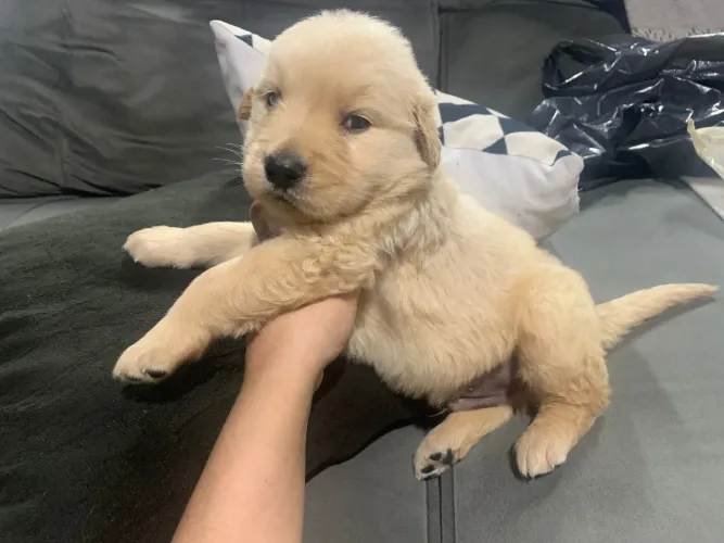 Golden Retriever