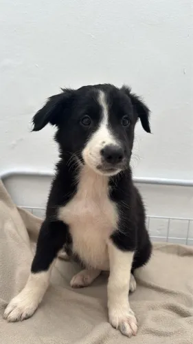 Border collie : fêmeas preta e branca 1500,00 10x sem juros 