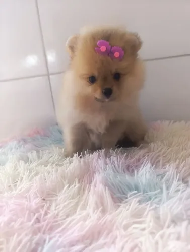 Vende se Spitz/Lulu Anãzinhas