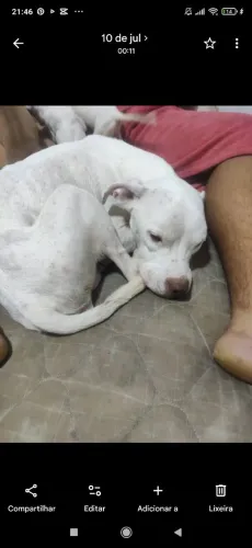 Doa se Pitbull fêmea castrada