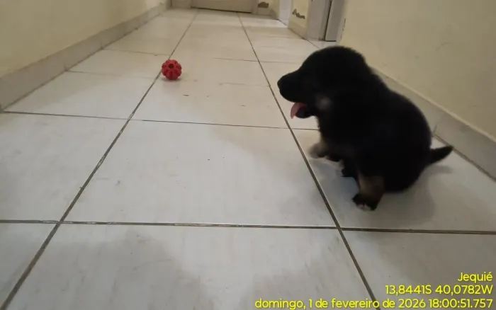 Filhotes de Pastor Alemão com Husky siberiano