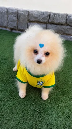 Lulu da Pomerania macho 