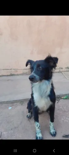 DOAÇÃO Border Collie misturado | Adulto