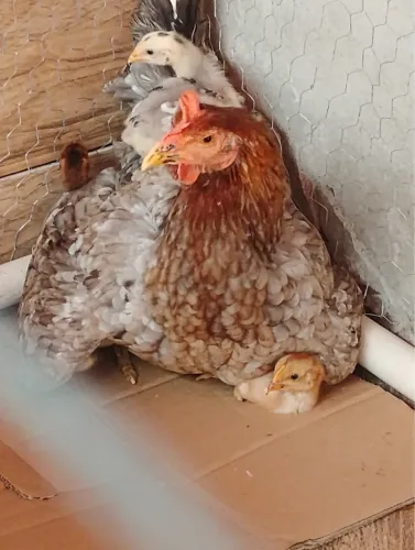 Pinto e pinta GSB Balão filhos do Famoso galo Estrela e neto do Luxuoso