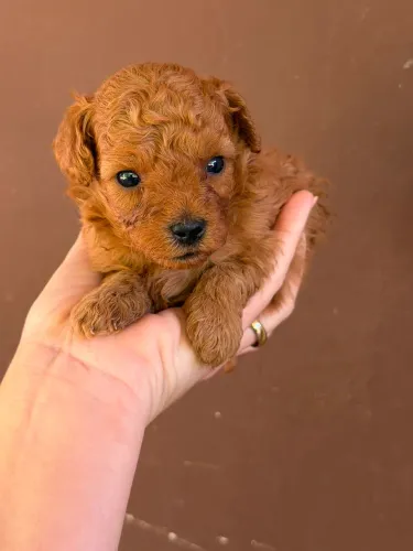     Poodle Toy Red Canil de Confiança com Pedigree