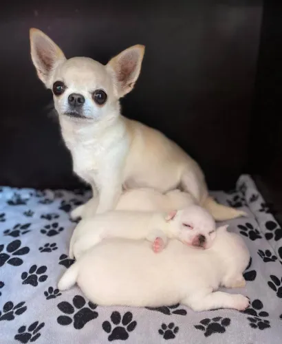 Chihuahua Pelo curto filhotinhos mini Branquinhos