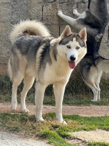 Filhote de Husk siberiano  macho 