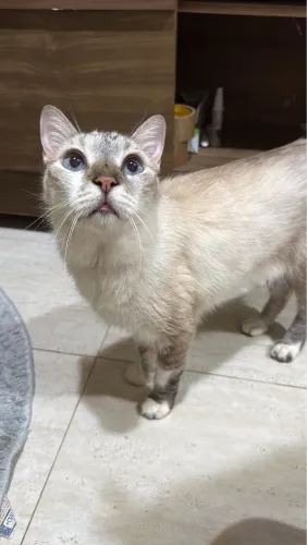 Gato macho pra adoção