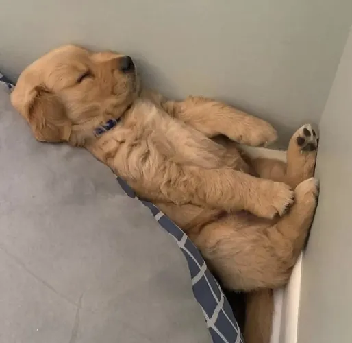 Filhote golden retriever, Um Pequeno Amigo Que Vai Alegrar Sua Vida!