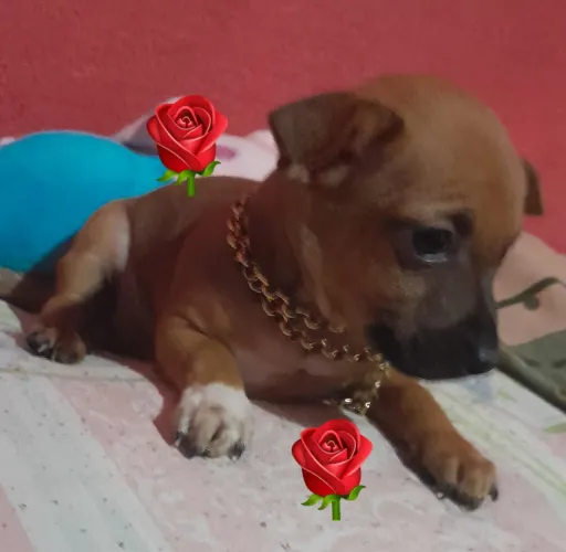 Vendo filhote de pinscher
