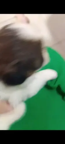 Fêmea filhote de Shitzu c ilasa