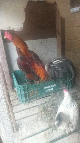 Vendo galo