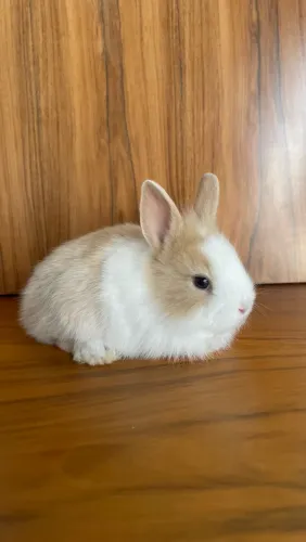 Fêmea filhote mini coelhinha