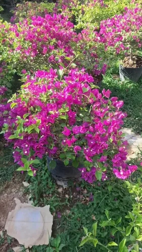 Primavera bougainville bola