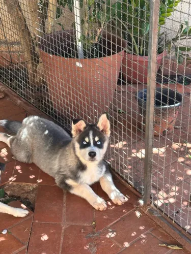 Husky Siberiano Macho