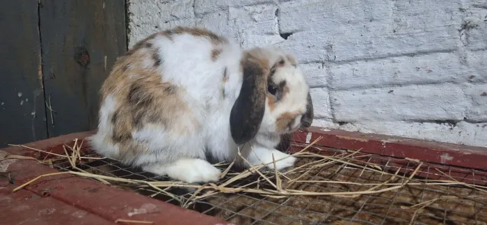 Coelhos mini lop adultos 