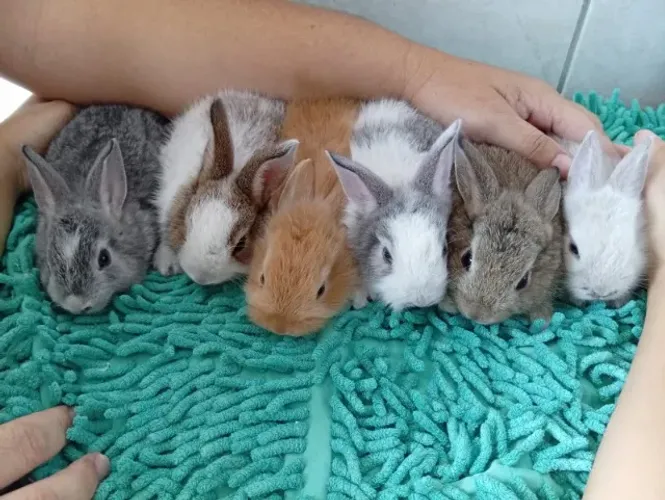 Coelhos - Filhotes