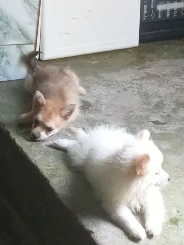 Spitz alemão filhotes