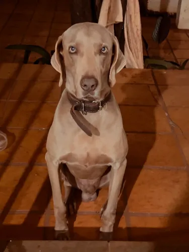Doação Cão Weimaraner