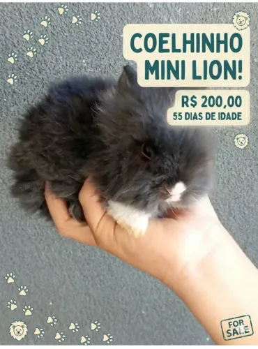 Coelho mini Lion