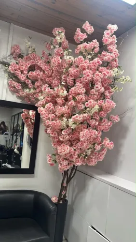 Planta de cerejeira 