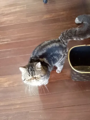 Gato Macho Da Raça Exótico pelo Curto 