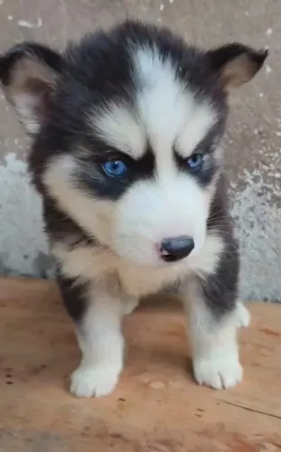 filhote husky femea preta e branca para hoje