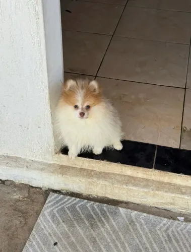 LULU MACHO 