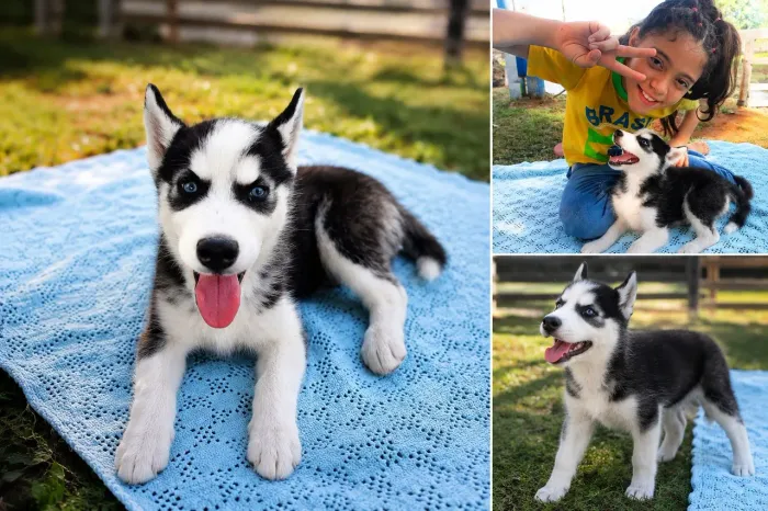 Últimos Filhotes de Husky