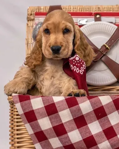 Cocker spaniel filhote disponível 