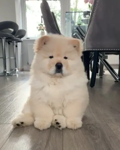 Filhotes De Chow Chow - Companheiro De Aventuras Está Pronto Te Esperando 