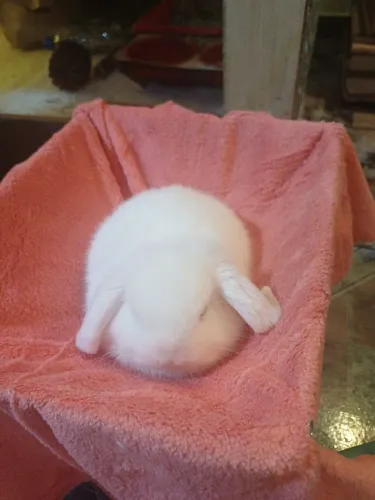 Coelhos Mini Lop