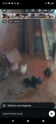 Menor galinhas do mundo raça ( Serama)