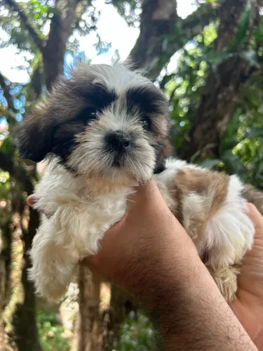 Filhote lhasa apso