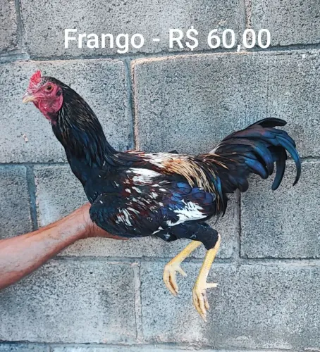 Frango - Diversos tamanhos à partir de R$ 45,00