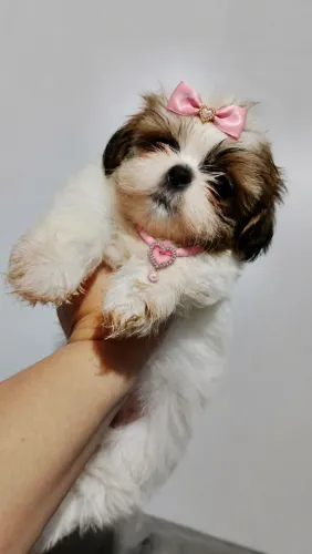 Linda fêmea De Shih Tzu disponível para entrega