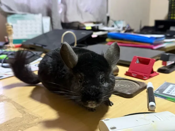 Chinchila black macho super dócil