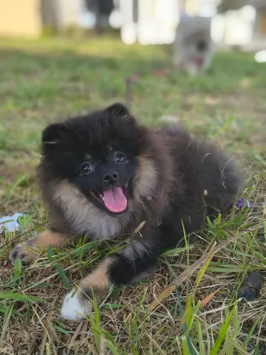 SPITZ ALEMÃO FÊMEA