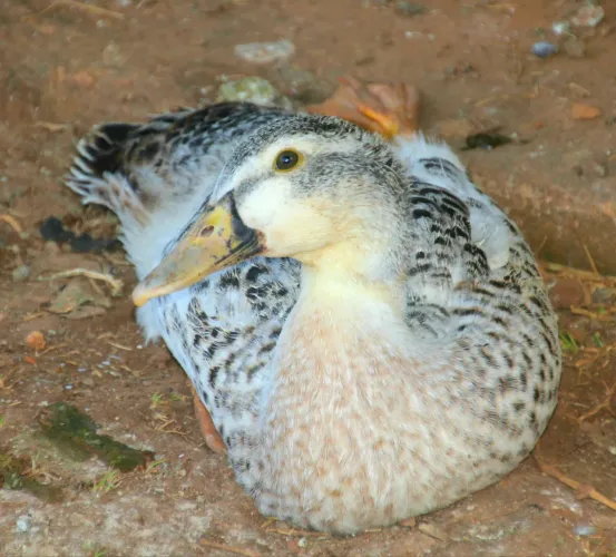 Patos