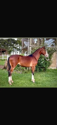 Cavalos