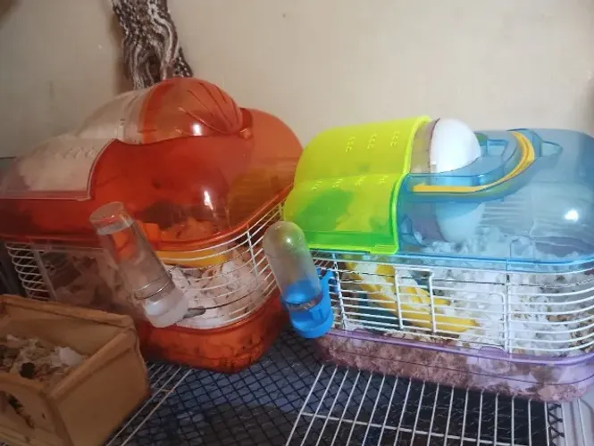 Gaiolas de hamsters