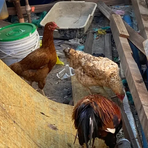 Galinha e galo 