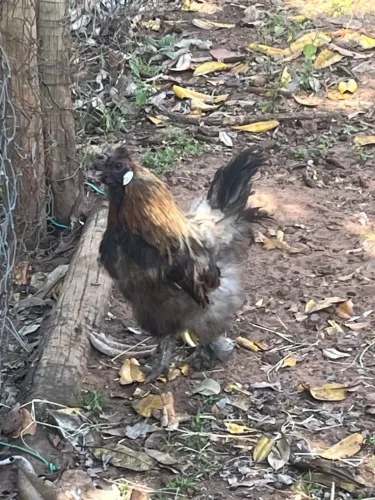 Sedosa do Japão (galo)