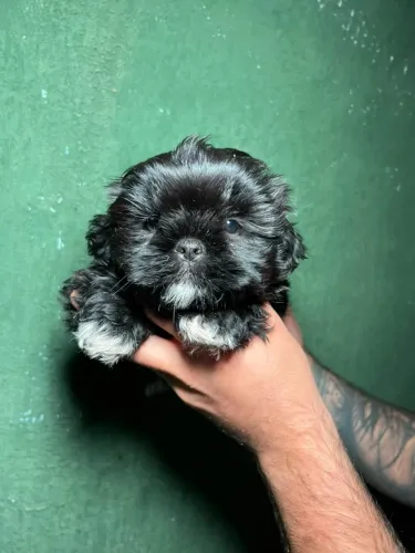 shihtzu: elegância e fofura em perfeita harmonia