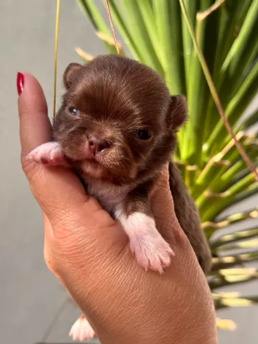 chihuahua com a cara da fofura