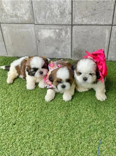 Filhotes de shih tzu mini fêmea e macho disponível pronto entrega